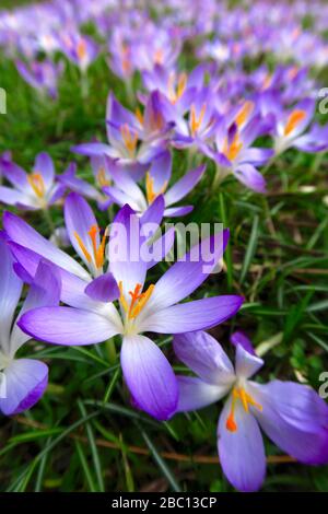 Germany, Close-up of purple blooming crocuses Stockfoto