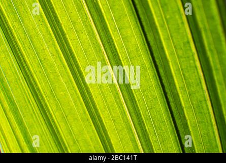 Nahaufnahme eines grünen Blatts mit Kokosnussbaum Stockfoto