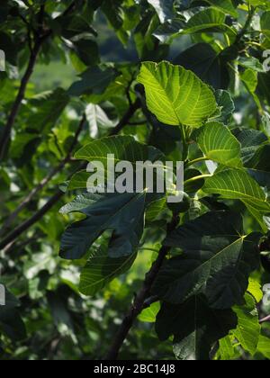Gemeiner Feigenbaum, Blatt und Frucht, Umbrien, Italien, Europa Stockfoto