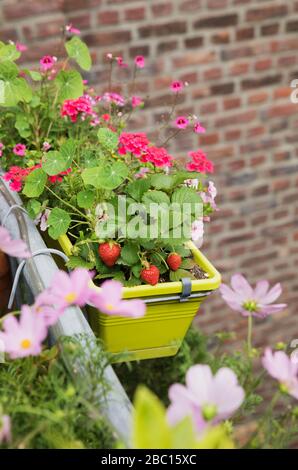 Erdbeeren und verschiedene Blumen wachsen im Sommer in Fensterbox Stockfoto