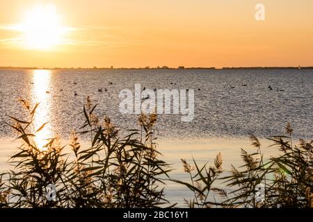 Deutschland, Mecklenburg-Vorpommern, Ostseeküste, Ostsee, Insel Rügen, Schaprode, Schaproder Bodden, Blick zur Insel Hiddensee, Schilf, Schwäne Stockfoto