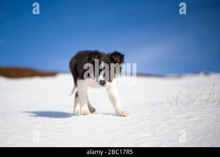 Schottland, Genshee, Porträt des Border Collie Welpen im Schnee Stockfoto