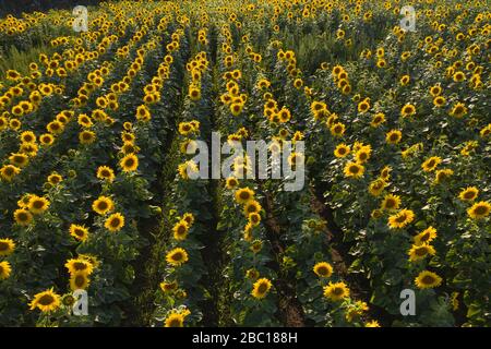 Deutschland, Brandenburg, Drone Blick auf Sonnenblumen im Feld Stockfoto