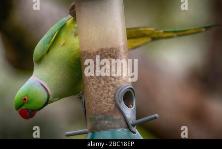 London, Großbritannien. April 2020. Ringhalsige Parakeet ernährt sich von hängenden Vogelzuführungen in einem Vorstadtgarten. Kredit: Malcolm Park/Alamy Live News. Stockfoto