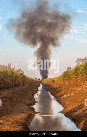 BRENNEN DER ZUCKERROHRFELDER, BRÄNDE, UM DEN SCHNEIDERN DEN ZUGANG ZU ERLEICHTERN UND SCHLANGEN ZU JAGEN, SENEGALESISCHE ZUCKERFIRMA, RICHARD-TOLL, SENEGAL, WESTAFRIKA Stockfoto