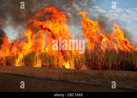 BRENNEN DER ZUCKERROHRFELDER, BRÄNDE, UM DEN SCHNEIDERN DEN ZUGANG ZU ERLEICHTERN UND SCHLANGEN ZU JAGEN, SENEGALESISCHE ZUCKERFIRMA, RICHARD-TOLL, SENEGAL, WESTAFRIKA Stockfoto