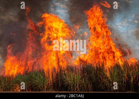 BRENNEN DER ZUCKERROHRFELDER, BRÄNDE, UM DEN SCHNEIDERN DEN ZUGANG ZU ERLEICHTERN UND SCHLANGEN ZU JAGEN, SENEGALESISCHE ZUCKERFIRMA, RICHARD-TOLL, SENEGAL, WESTAFRIKA Stockfoto