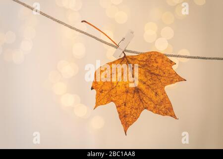 Ahornblatt Trocknen auf Wäscheleine Stockfoto