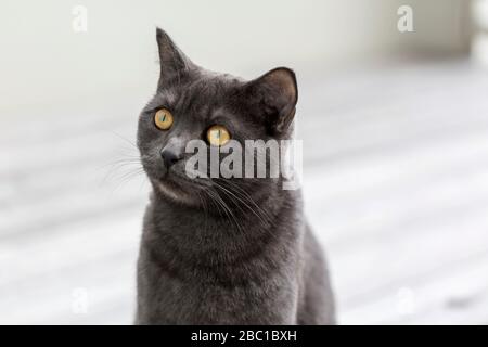 Deutschland, Porträt der schwarzen britischen Kurzhaar-Katze im Freien Stockfoto
