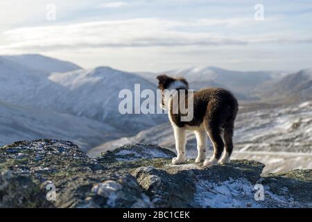 Schottland, Genshee, Rückansicht des Border Collie Welpen mit Blick auf den Blick Stockfoto