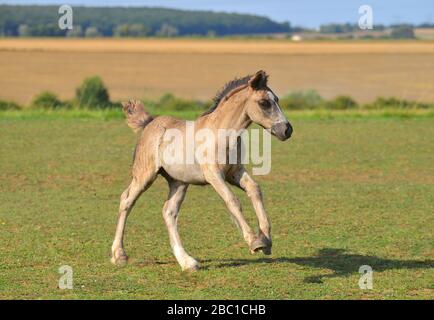 Süßer irischer Cob (Töner) Fohlen läuft glücklich auf dem Feld. Horizontal, seitlich, in Bewegung. Stockfoto