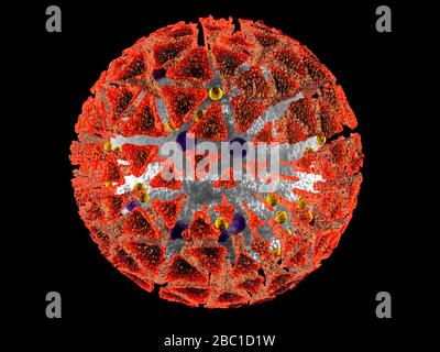 3D-Darstellung Darstellung einer anatomisch korrekten Interpretation des COVID19-Virus, auch bekannt als Corona-Virus, isoliert auf Schwarz Stockfoto