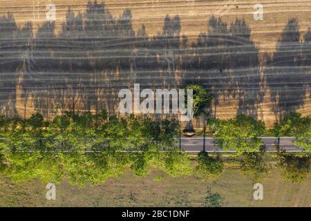 Deutschland, Brandenburg, Drone Ansicht der baumgetraenen Landstraße, die durch landwirtschaftliche Felder schneidet Stockfoto