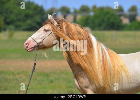 Cremello Pinto Irish Cob Hengst steht im Sommer auf dem Feld. Hochformat in Show Halter. Stockfoto
