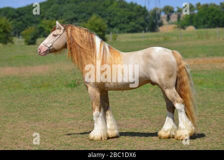 Cremello Pinto Irish Cob Hengst steht im Sommer auf dem Feld. Horizontal, Seitenansicht, außen. Stockfoto