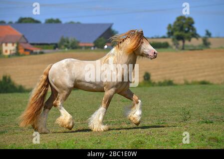 Cremello Pinto Irish Cob Hengst läuft im Sommer in Trot durch Field. Horizontal, Seitenansicht, in Bewegung. Stockfoto