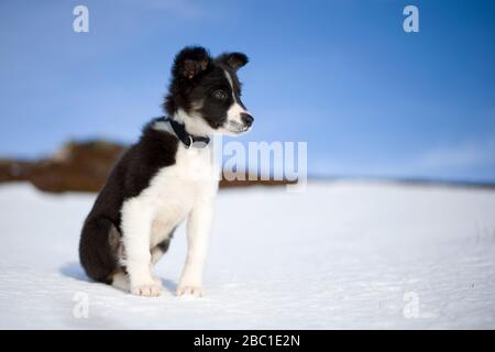 Schottland, Genshee, Porträt des Border Collie Welpen im Schnee Stockfoto