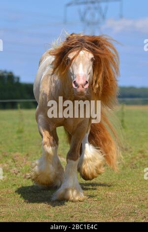 Cremello Pinto Irish Cob Hengst läuft im Sommer in Trot durch Field. Hochformat, Vorderansicht, in Bewegung. Stockfoto