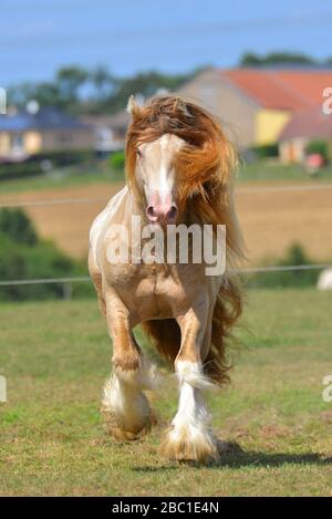 Cremello Pinto Irish Cob Hengst läuft im Sommer in Trot durch Field. Hochformat, Vorderansicht, in Bewegung. Stockfoto