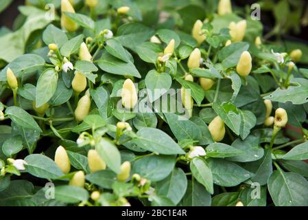 Chili, Präriefeuer Stockfoto
