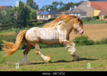 Cremello Pinto Irish Cob Hengst läuft im Sommer im Galopp durch das Feld. Horizontal, Seitenansicht, in Bewegung. Stockfoto