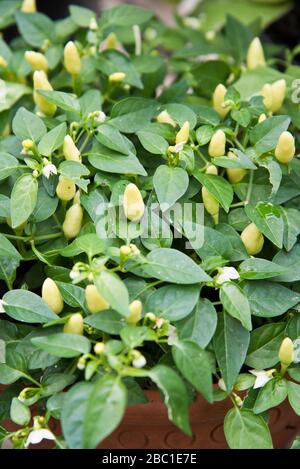 Chili, Präriefeuer Stockfoto