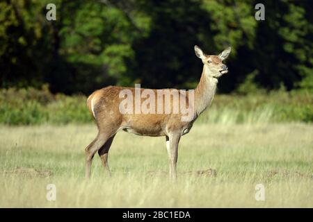 Rotwild im Richmond Park, London, Großbritannien Stockfoto