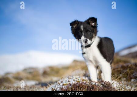 Schottland, Genshee, Porträt des Border Collie Welpen Stockfoto