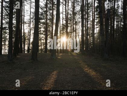 Litauen, Kernave, Sonnenuntergang scheint durch Zweige von Waldbäumen Stockfoto