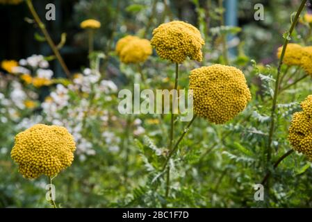 achillea filipendulina "Goldtuch" Stockfoto