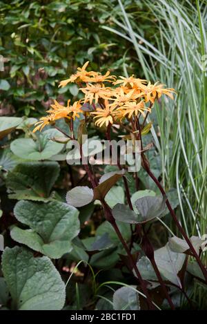 Ligularia dentata othello Stockfoto