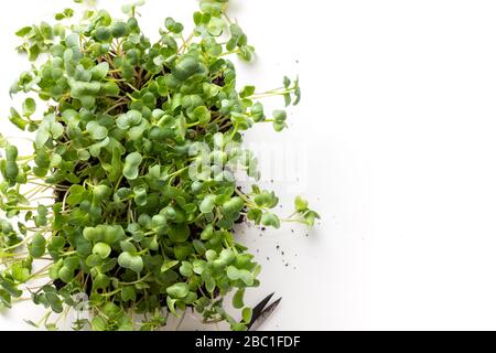 Geroutete Radiessamen Mikrogrüns in Box auf Weiß. Samenkeimung zu Hause. Ansicht von oben. Gesunde Ernährung. Wachsende Sprossen. Stockfoto