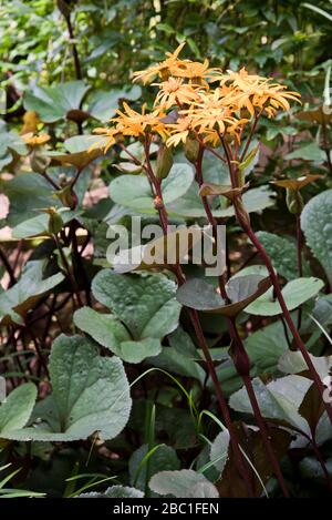 Ligularia dentata othello Stockfoto