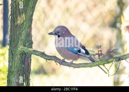 Eurasischer jay, jay, eichelhäher - eine Art mittelgroßer Vogel der Krähenfamilie. Stockfoto