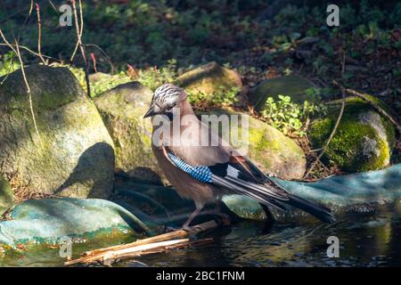 Eurasischer jay, jay, eichelhäher - eine Art mittelgroßer Vogel der Krähenfamilie. Stockfoto