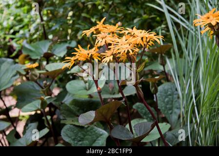 Ligularia dentata othello Stockfoto