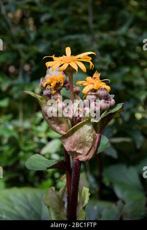 Ligularia dentata othello Stockfoto