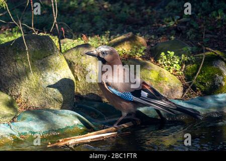 Eurasischer jay, jay, eichelhäher - eine Art mittelgroßer Vogel der Krähenfamilie. Stockfoto