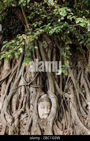 Verborgener Buddha in Baum wächst in Ayutthaya, Thailand, Asien Stockfoto