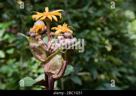 Ligularia dentata othello Stockfoto