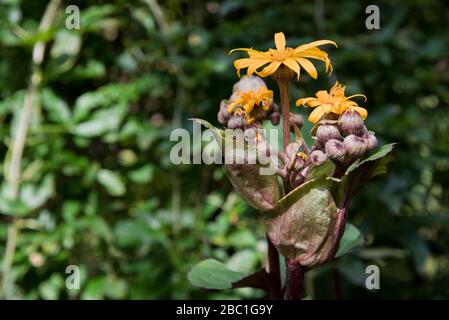 Ligularia dentata othello Stockfoto