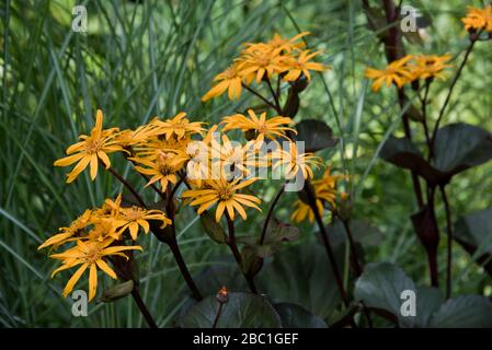 Ligularia dentata othello Stockfoto