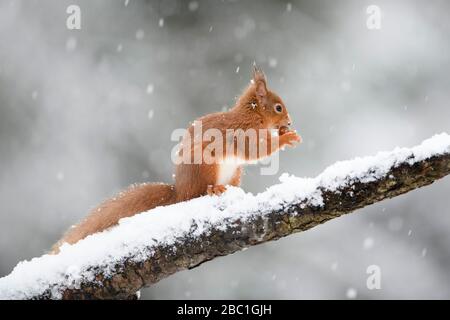 Eurasisches rotes Eichhörnchen mit Haselnuss auf schneebedecktem Baumstamm Stockfoto