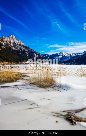 Österreich, Tirol, Schilf wächst am Ufer des gefrorenen Haldensees Stockfoto