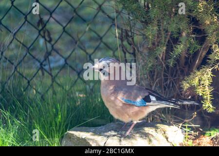 Eurasischer jay, jay, eichelhäher - eine Art mittelgroßer Vogel der Krähenfamilie. Stockfoto