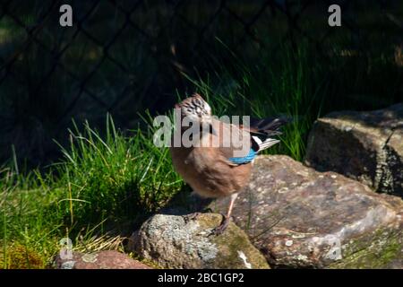 Eurasischer jay, jay, eichelhäher - eine Art mittelgroßer Vogel der Krähenfamilie. Stockfoto