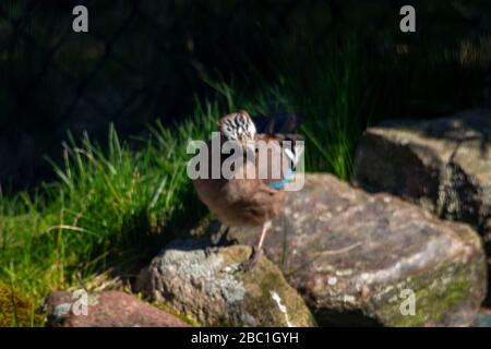 Eurasischer jay, jay, eichelhäher - eine Art mittelgroßer Vogel der Krähenfamilie. Stockfoto