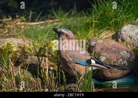 Eurasischer jay, jay, eichelhäher - eine Art mittelgroßer Vogel der Krähenfamilie. Stockfoto