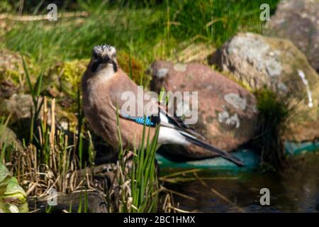 Eurasischer jay, jay, eichelhäher - eine Art mittelgroßer Vogel der Krähenfamilie. Stockfoto