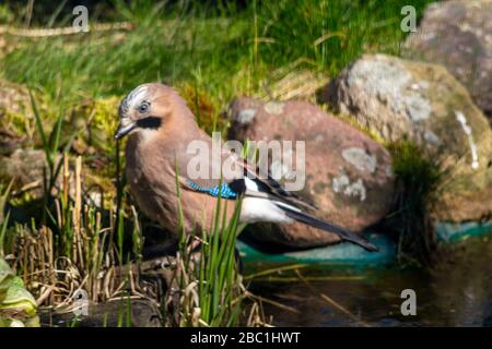 Eurasischer jay, jay, eichelhäher - eine Art mittelgroßer Vogel der Krähenfamilie. Stockfoto